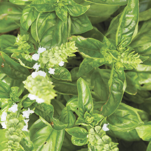 Basil is a warming, relaxing herb.